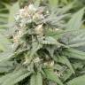 семена конопли дешево Warlock feminised Serious Seeds