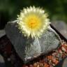 Семена кактуса Astrophytum coahuilense