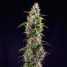 Семена Watermelon Zkittlez feminised Ganja Seeds недорого
