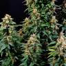 Семена Watermelon Zkittlez feminised Ganja Seeds оптом
