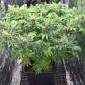 семена конопли в оригинальных упаковках Super Skunk feminised