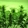 семена конопли с доставкой Afghan Kush regular Ganja Seeds семена конопли с доставкой Afghan Kush regular Ganja Seeds
