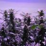 семена индийской конопли Afghan Kush regular Ganja Seeds семена индийской конопли Afghan Kush regular Ganja Seeds