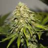 Auto Super Hash feminised Ganja Seeds