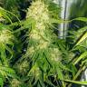 доставка семян конопли White Diesel Haze feminised
