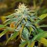 заказ семян конопли Спб White Diesel Haze feminised