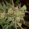 заказ семян конопли Спб Rishi Kush regular Mandala Seeds