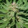 семена конопли для посадки купить Rishi Kush regular Mandala Seeds