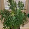 семена конопли в России Sterling Haze feminised Nirvana Seeds