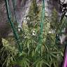 семена конопли Москва Sterling Haze feminised Nirvana Seeds