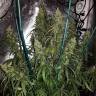 семена конопли сорта сатива Sterling Haze feminised Nirvana Seeds