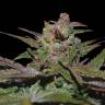 заказать на сайте семена конопли Purple Wreck feminised Reserva Privada