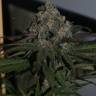 где можно заказать семена конопли Purple Wreck feminised Reserva Privada