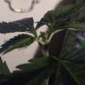 хорошие семена конопли Purple Wreck feminised Reserva Privada