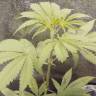 конопля семена сорта заказать Purple Wreck feminised Reserva Privada