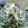 Семена марихуаны Auto Afghani №1 feminised GanjaLiveSeeds