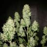 семена конопли недорого OG Kush feminised