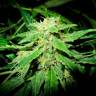 семена конопли OG Kush feminised