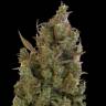 семена конопли качественные Auto Sweet Cheese feminised семена конопли качественные Auto Sweet Cheese feminised