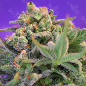 Auto Sweet Cheese feminised Ganja Seeds