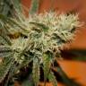 семена конопли Россия White Skunk #1 feminised семена конопли Россия White Skunk #1 feminised