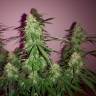 заказать на сайте семена конопли Quick London regular Ganja Seeds