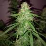 где можно заказать семена конопли Quick London regular Ganja Seeds