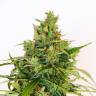 семена конопли сорта сатива Amnesi-K Lemon feminised Kannabia Seeds
