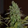 семена конопли феминизированные Orange Candy (Naranchup) feminised Philosopher Seeds