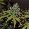 качественные семена конопли Orange Candy (Naranchup) feminised Philosopher Seeds