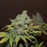 урожайные семена конопли Orange Candy (Naranchup) feminised Philosopher Seeds