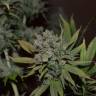 семена конопли в оригинальных упаковках Orange Candy (Naranchup) feminised Philosopher Seeds