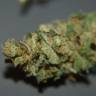 семена конопли недорого Orange Candy (Naranchup) feminised Philosopher Seeds