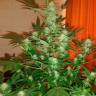 семена конопли аутдор Auto Jack Herer feminised GanjaLiveSeeds