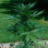семена конопли гидропоники Auto Jack Herer feminised GanjaLiveSeeds