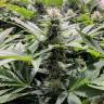 семена конопли недорого Amnesia Haze feminised