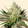 семена конопли Amnesia Haze feminised
