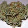 семена конопли в интернете Satori regular Mandala Seeds
