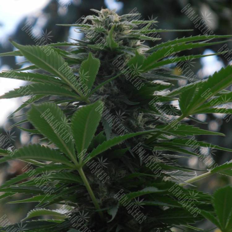 семена конопли наложенным платежом Auto Talgar feminised Bang Seeds