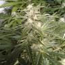 семена сортовой конопли Point of No Return x Lowryder regular Ganja Seeds