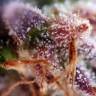 семена конопли марихуаны Auto Kush feminised
