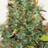семена конопли в интернете Auto Kush feminised