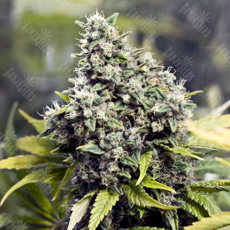 семена индийской конопли Grapefruit feminised Female Seeds семена индийской конопли Grapefruit feminised Female Seeds