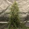 семена конопли в фирменной упаковке Grapefruit feminised Female Seeds семена конопли в фирменной упаковке Grapefruit feminised Female Seeds