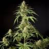 заказ семян конопли Москва Philo Skunk (Gokunk) feminised Philosopher Seeds