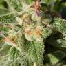 заказ семян конопли Москва CBD-enriched Warlock feminised Serious Seeds