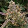 Семена конопли оптом Auto Big Devil XL feminised GanjaLiveSeeds