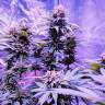 семена конопли индика Pure Kush feminised семена конопли индика Pure Kush feminised
