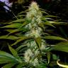 семена конопли с доставкой White Satin regular Mandala Seeds