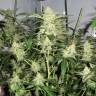 семена конопли дешево White Satin regular Mandala Seeds